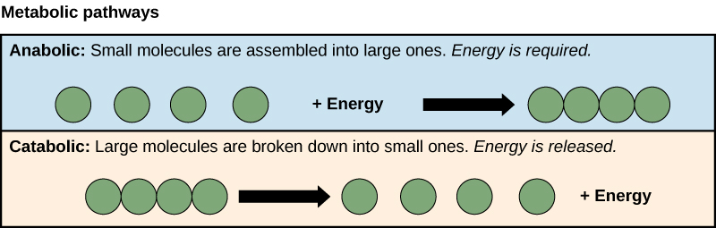 Se muestran las vías anabólicas y catabólicas. En la vía anabólica (arriba), cuatro moléculas pequeñas tienen energía añadida a ellas para formar una molécula grande. En la vía catabólica (abajo), una molécula grande se descompone en dos componentes: cuatro moléculas pequeñas más energía.