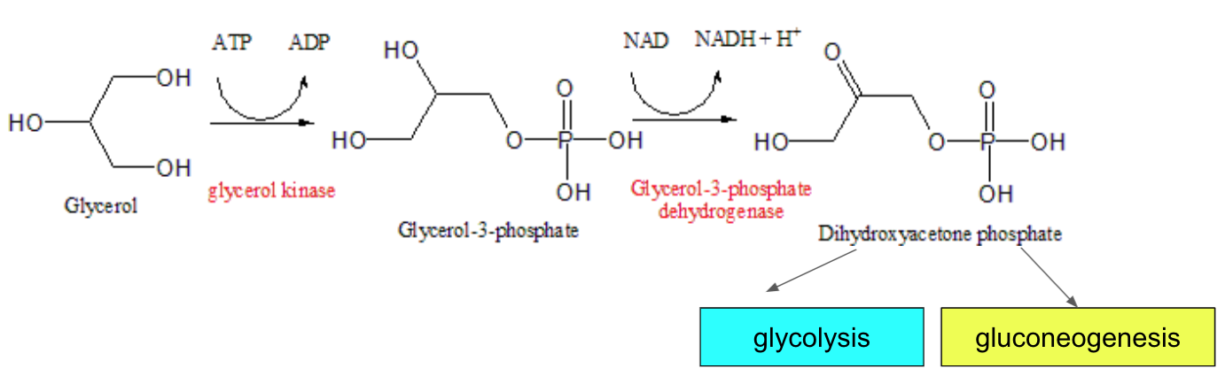 Glycerol metabolism.png