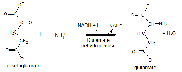 Glutamate dehydrogenase.png