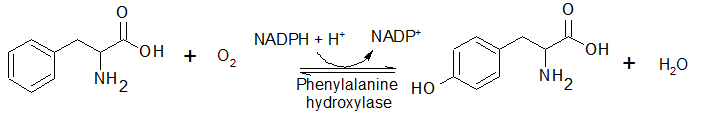 phenylalanine hydroxylase.png