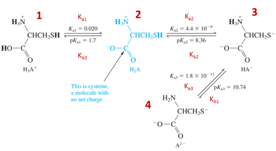 Cysteine_EquilibriumConstants.png