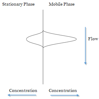 ConcentrationProfiles_Stationary,MobilePhase.png