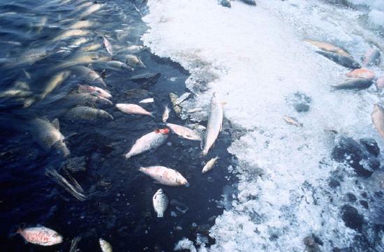 Ice pond with fish.