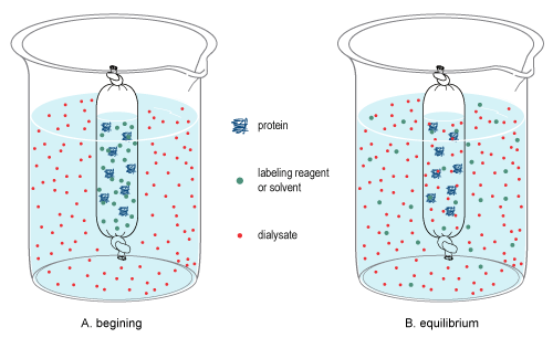 Diagrams illustrating the processes of osmosis: A) initial state with proteins and solutes, B) equilibrium state in a beaker.