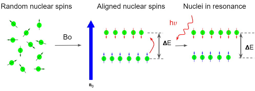 Nuclear spins2.PNG