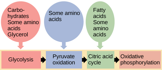 This illustration shows that glycogen, fats, and proteins can be catabolized via aerobic respiration. Glycogen is broken down into glucose, which feeds into glycolysis at the start. Fats are broken down into glycerol, which is processed by glycolysis, and fatty acids are converted into acetyl CoA. Proteins are broken down into amino acids, which are processed at various stages of aerobic respiration, including glycolysis, acetyl CoA formation, and the citric acid cycle.