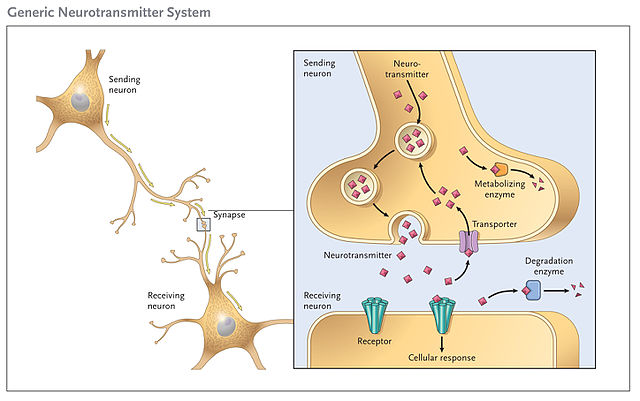 Generic_Neurotransmitter_System.jpg