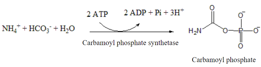 Carbamoyl phosphate synthetase.PNG