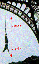 bungee.gif