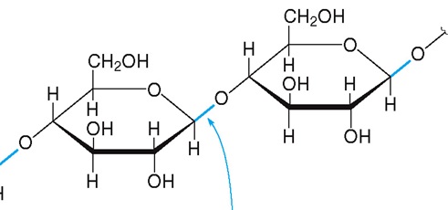 Cellulose (showing beta gylcosidic linkages)