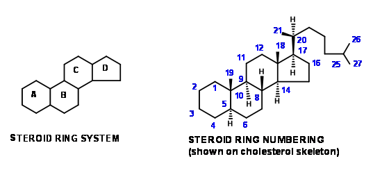 Steroid rings are labeled starting counterclockwise on ring A, then continuing counterclockwise on ring B, then clockwise on ring C, coutning the methyl between rings C and D, then the methyl between A and B, and finishing by counting the tail on ring D. 