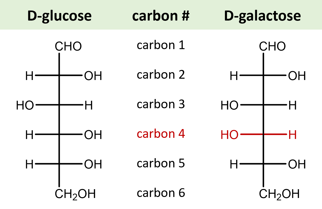 Glucose and Galactose.png
