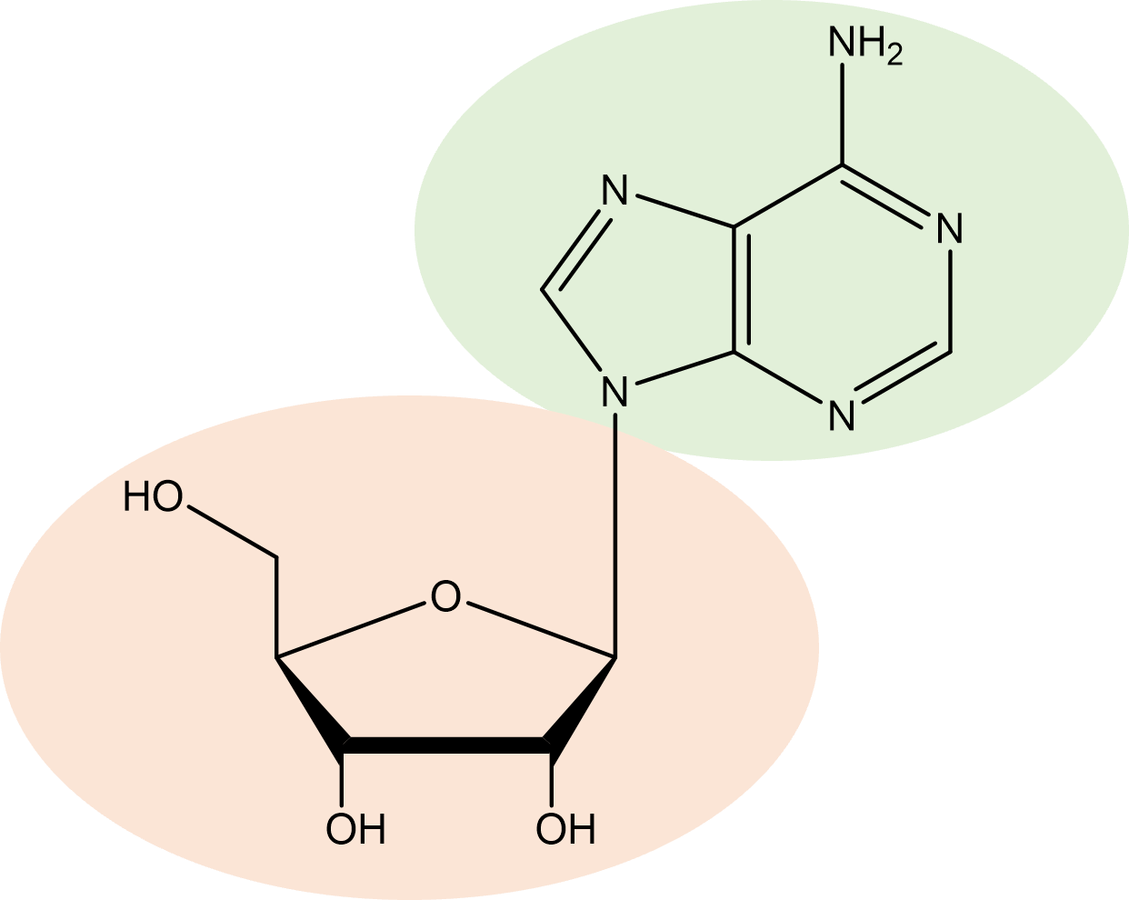nucleoside.png