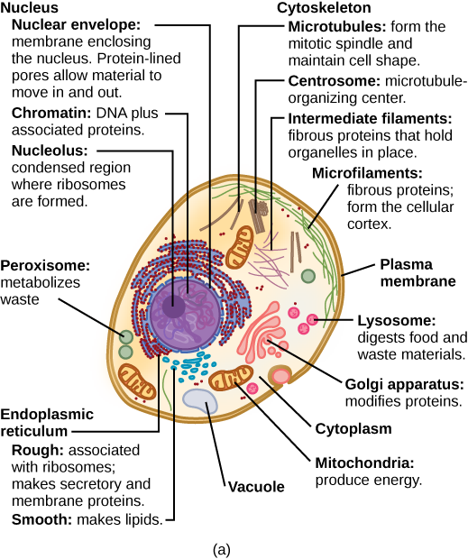 Part a: This illustration shows a typical eukaryotic cell, which is egg shaped. The fluid inside the cell is called the cytoplasm, and the cell is surrounded by a cell membrane. The nucleus takes up about one-half of the width of the cell. Inside the nucleus is the chromatin, which is comprised of DNA and associated proteins. A region of the chromatin is condensed into the nucleolus, a structure in which ribosomes are synthesized. The nucleus is encased in a nuclear envelope, which is perforated by protein-lined pores that allow entry of material into the nucleus.  The nucleus is surrounded by the rough and smooth endoplasmic reticulum, or ER. The smooth ER is the site of lipid synthesis. The rough ER has embedded ribosomes that give it a bumpy appearance. It synthesizes membrane and secretory proteins. Besides the ER, many other organelles float inside the cytoplasm. These include the Golgi apparatus, which modifies proteins and lipids synthesized in the ER. The Golgi apparatus is made of layers of flat membranes. Mitochondria, which produce energy for the cell, have an outer membrane and a highly folded inner membrane. Other, smaller organelles include peroxisomes that metabolize waste, lysosomes that digest food, and vacuoles. Ribosomes, responsible for protein synthesis, also float freely in the cytoplasm and are depicted as small dots. The last cellular component shown is the cytoskeleton, which has four different types of components: microfilaments, intermediate filaments, microtubules, and centrosomes. Microfilaments are fibrous proteins that line the cell membrane and make up the cellular cortex. Intermediate filaments are fibrous proteins that hold organelles in place. Microtubules form the mitotic spindle and maintain cell shape. Centrosomes are made of two tubular structures at right angles to one another. They form the microtubule-organizing center.