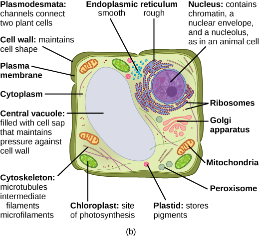 : Eukaryotic Cells - Chemistry LibreTexts