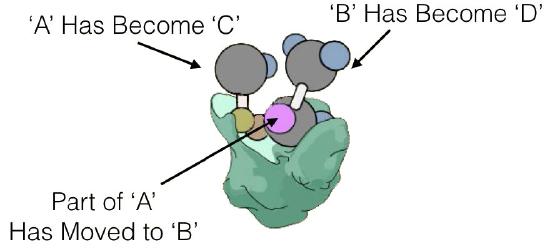 Biochemistry_Page_347_Image_0002.jpg