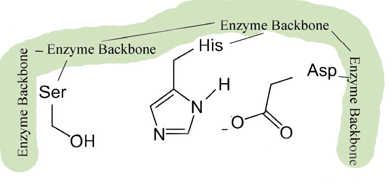 Biochemistry_Page_382_Image_0005.jpg