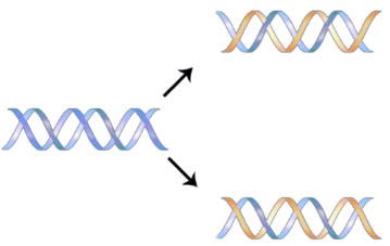 Biochemistry_Page_706_Image_0003.jpg