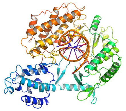 Biochemistry_Page_723_Image_0003.jpg