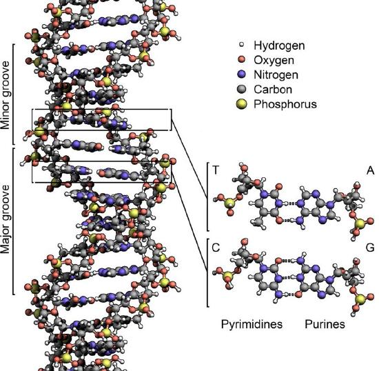 Biochemistry_Page_706_Image_0004.jpg