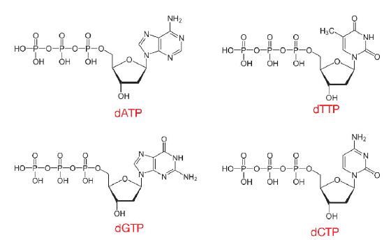 Biochemistry_Page_707_Image_0003.jpg