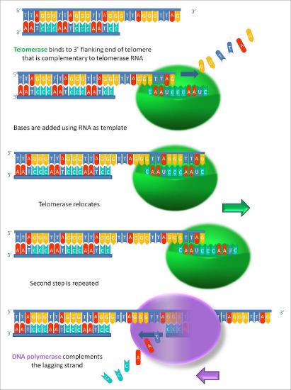 Biochemistry_Page_725_Image_0003.jpg