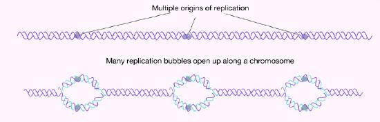 Biochemistry_Page_710_Image_0003.jpg