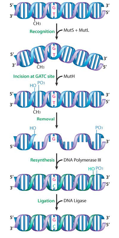 Biochemistry_Page_734_Image_0002.jpg