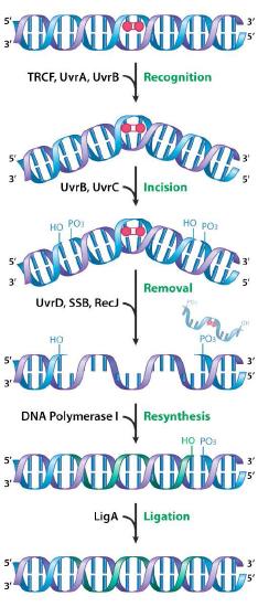 Biochemistry_Page_738_Image_0002.jpg