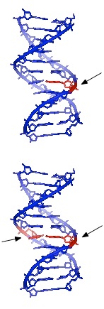 Biochemistry_Page_732_Image_0005.jpg