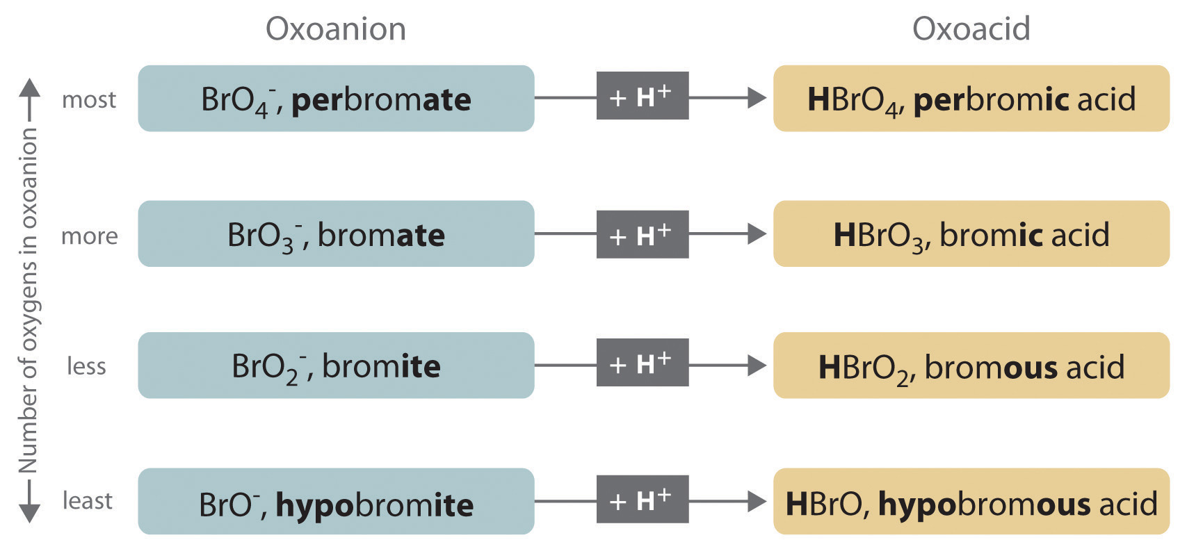 The oxoanions perbromate, bromate, bromite, and hypobromite reacts with hydrogen to form perbromic acid, bromic acid, bromous acid, and hypobromous acid. These are the oxoacid forms.