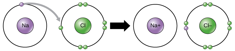 A sodium and a chlorine atom sit side by side. The sodium atom has one valence electron, and the chlorine atom has seven. Six of chlorine’s electrons form pairs at the top, bottom and right sides of the valence shell. The seventh electron sits alone on the left side. The sodium atom transfers its valence electron to chlorine’s valence shell, where it pairs with the unpaired left electron. An arrow indicates a reaction takes place. After the reaction takes place, the sodium becomes a cation with a charge of plus one and an empty valence shell, while the chlorine becomes an anion with a charge of minus one and a full valence shell containing eight electrons.