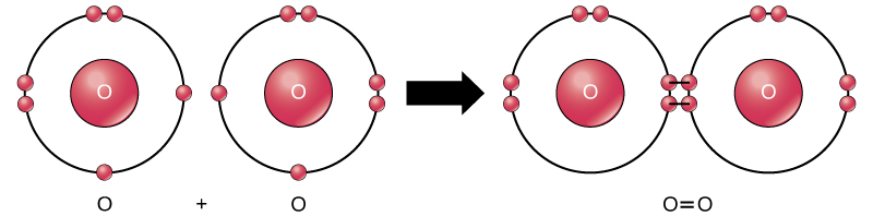 Two oxygen atoms are shown side-by-side. Each has six valence electrons, two that are paired and two that are unpaired. An arrow indicates that a reaction takes place. After the reaction, the four unpaired electrons join to form a double bond. This double bond can also be depicted by an equal sign between two Os.