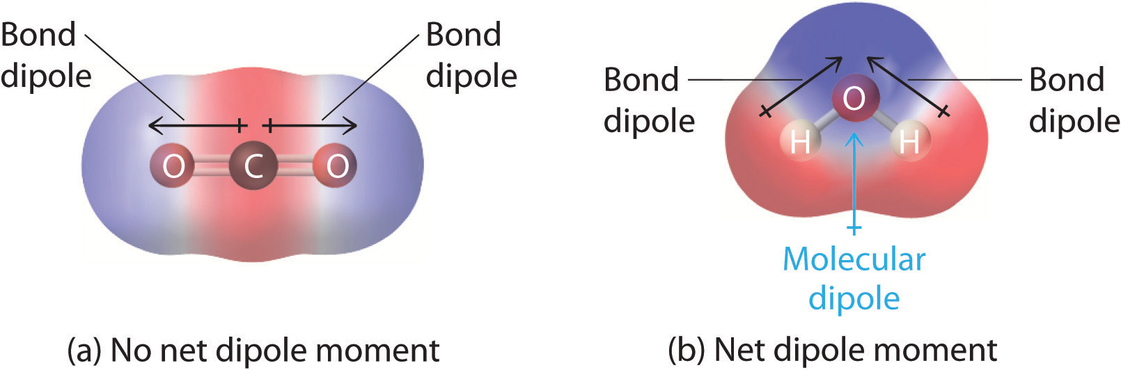 A) No net dipole moment as the dipoles point in opposite direction. B) Net dipole moment. 