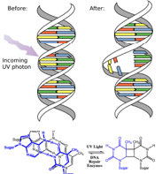 Imágenes de antes y después del ADN.