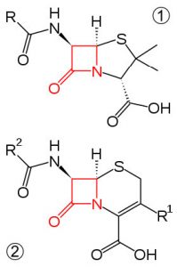 An image of four membered amide ring and cephalosporin.