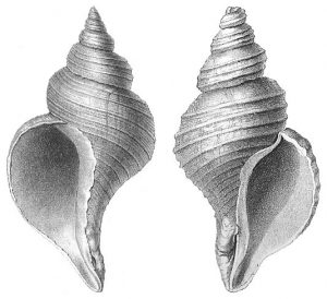An image of two shells.