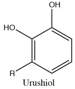 Una imagen urushiol como estructura de lewis.