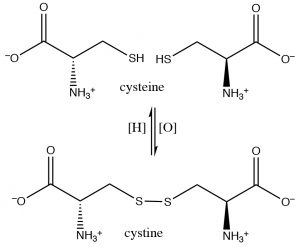 An image of disulfide crosslinks between cysteine moieties.