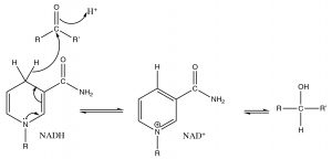 An image of carbonyl by NADH by delivery of H- to the carbonyl carbon.