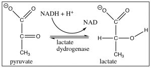 Imagen de una reacción de lactato didrogenasa.