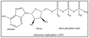 Imagen de trifosfato de adenosina (ATP).