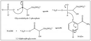 Imagen de dos reacciones de gliceraldehído-3-fosfato y 1,3, -difosfoglicerato.