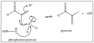 Imagen de reacción del piruvato de fosfenol.