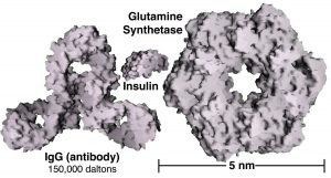 Una imagen de tres Nanopartículas. La primera Nanopartícula se llama “IgG (anticuerpo)” con unos 150,000 daltons que tiene forma de tres círculos con agujeros juntos. La segunda Nanopartícula se llama “Insulina” que tiene la forma de una roca. Y por último, la tercera Nanopartícula se llama “Glutamina Sintetasa”, en forma de círculo con un agujero en el medio, con el tamaño de 5nm.