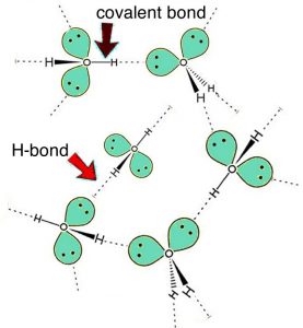 Una imagen de la letra H conectada a la letra O, que luego se conecta a otra letra H. La línea que conecta las letras entre sí se etiqueta como “enlaces covalentes”. Y la letra O tiene dos círculos verdes dibujados con dos puntos en el círculo con una línea punteada que sale hacia afuera. Y son 6 de ellos y algunos están conectados entre sí por una línea discontinua etiquetada como “H-bond” y algunos no lo están.
