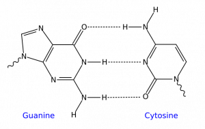 ch07-09_guanine-cytosine-300x189.png