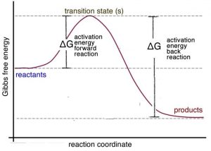 Una imagen de una gráfica con la etiqueta del eje x como “coordenada de reacción” y la etiqueta del eje y como “energía libre de Gibbs”. La gráfica tiene tres líneas punteadas que van verticalmente. Comenzando desde la línea superior hay una etiqueta “estado (s) de transición”. Desde la línea superior hasta la línea de fondo hay una etiqueta “reacción de retorno de energía de activación Delta G”. Y una etiqueta para la línea superior y media, “reacción hacia adelante de energía de activación Delta G”. El gráfico comienza en la línea media con una etiqueta de “reactivos” y luego alcanza el pico de la curva en la línea superior. Y luego baja hacia la línea de fondo con una etiqueta de “productos”.