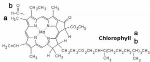 ch09-03_chlorophyll-300x125.jpg