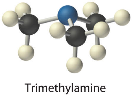 Ball and stick model of trimethylamine.